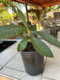 Planta de Nispero