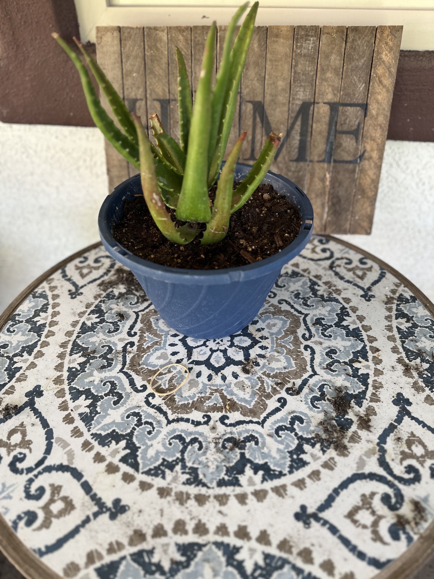 Aloe Vera