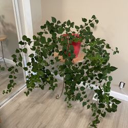 XL Homegrown Queen Of Tropical Natives Gorgeous Bougainvillea Plant Houseplant Tree w/pot