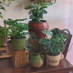 Monstera Swiss Cheese