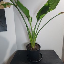 Plant - Bird Of Paradise