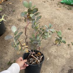 6in Pot Kalanchoe Scallop Lavender Succulent