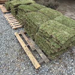 St Augustine Sod