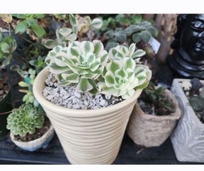 Sunday PLANT SALE IN SAN LORENZO. STARTS AT 12:30