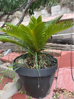 Cycad. 24 in high