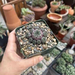 Sulcorebutia Rauschii