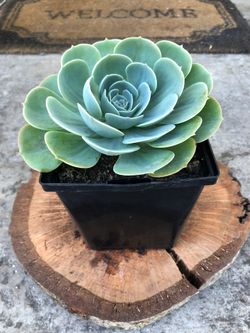 Echeveria Succulent Plant