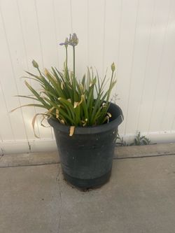 Lily of the Nile plant