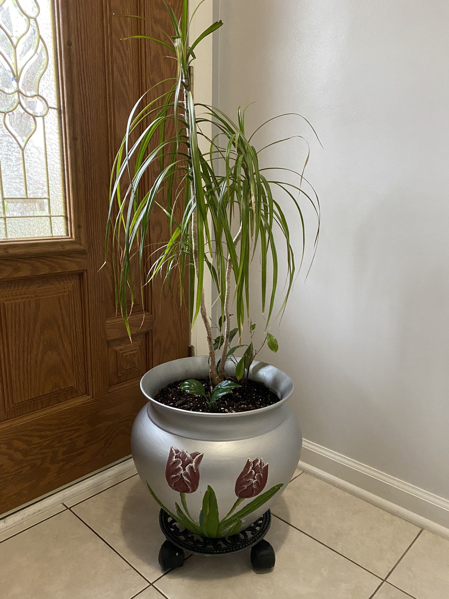 Plant Very Beautiful And Healthy In a Ceramic Pot. Stand Included 