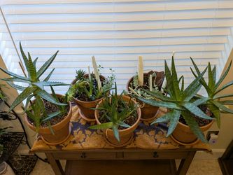 Aloe + other plants