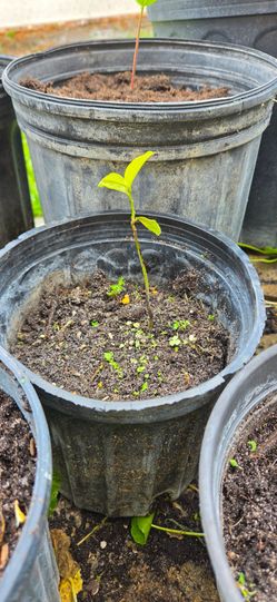 Wild Sweetsop tree