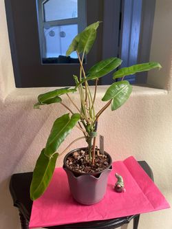 Philodendron Burle Marx