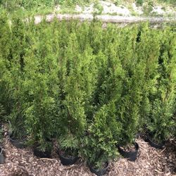 Emerald Green Arborvitae 