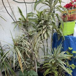 Dracaena Plants 5-7 Feet