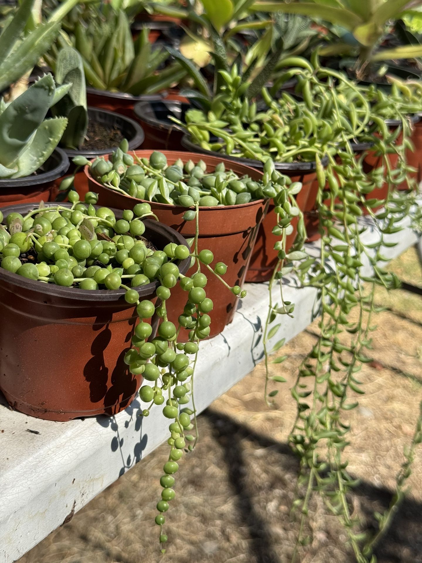 Succulents Plants 4”pot