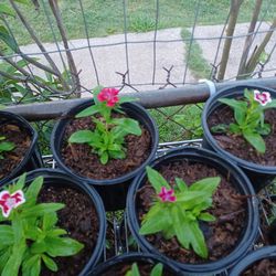 Dianthus Flowers $3 Each 1gal Pots 