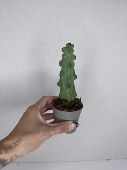 Boobie Cactus Plant