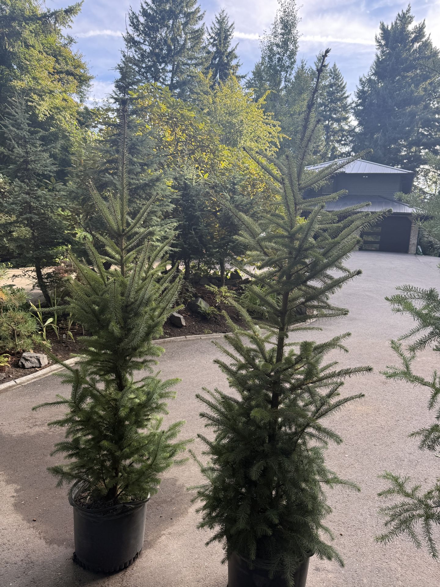 Nice Big Colorado Blue Spruce Trees —