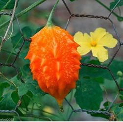 JAMAICAN CERASEE Bitter Melon-bitter Gourd, Plant.  Antioxidant.  Use As Vegetable & Herb