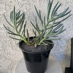 1.5 Gallon Pot Succulent Plant - Blue Fingers - Curio Talinoides - Rooted & Established Plant - Drought Resistant - 🪴