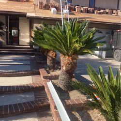 Palm Tree 