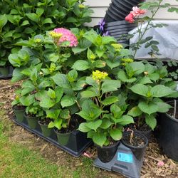 Hydrangeas 