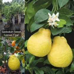 sweet Sambocan lemon  Grafted Dwarf Trees 🌳 7gal  Arboles  de limon dulce Injertados 