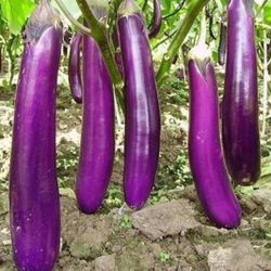 Japanese Ichiban Eggplant Seedling Plants 1 Gallon