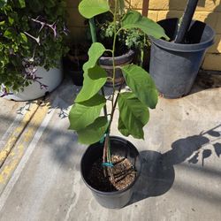 Cherimoya Plant 