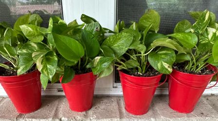 Pathos / Ivy plants