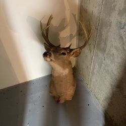 White Tail Deer Head Mount 