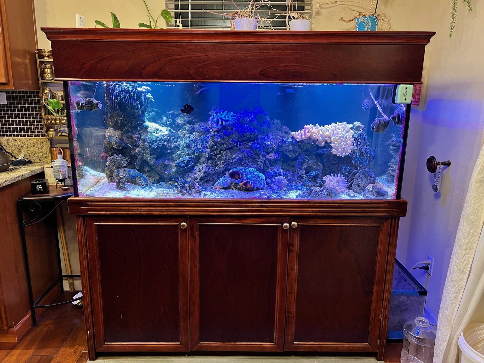 150 Saltwater Aquarium