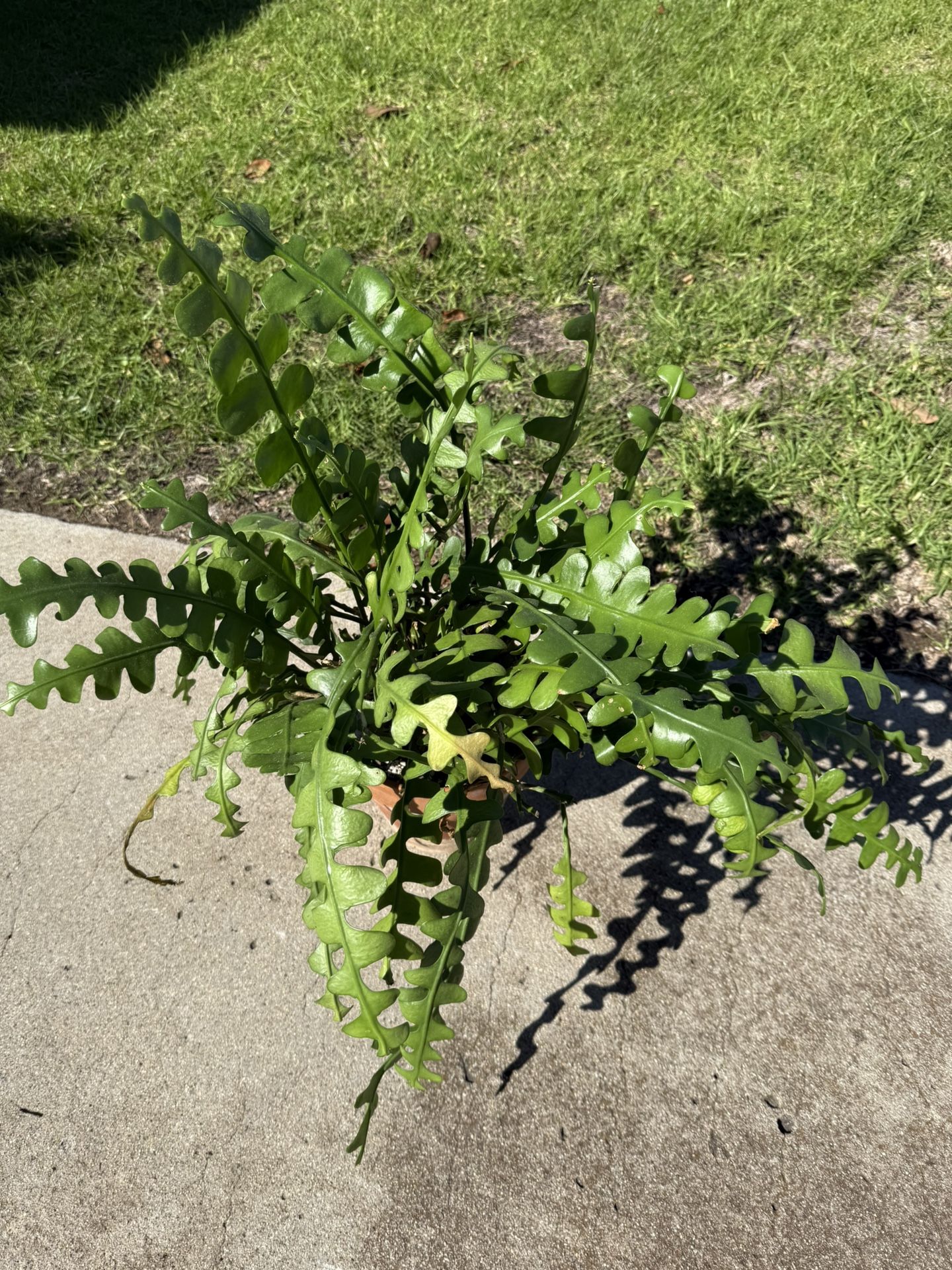 Large Ric Rac Cactus In 8” Terra Cotta Pot for Sale in San Diego, CA ...