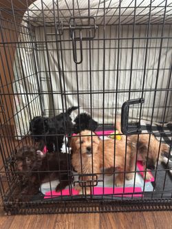 Large dog cage for sell