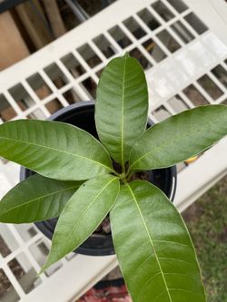 Mango Plants