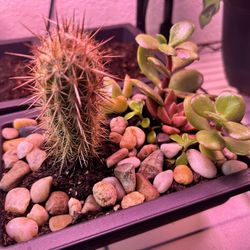 Desert Bonsai