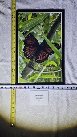 "Viceroy on Willow" Art