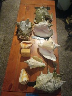 Giant shells