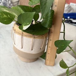 Golden Pothos Plant 5”