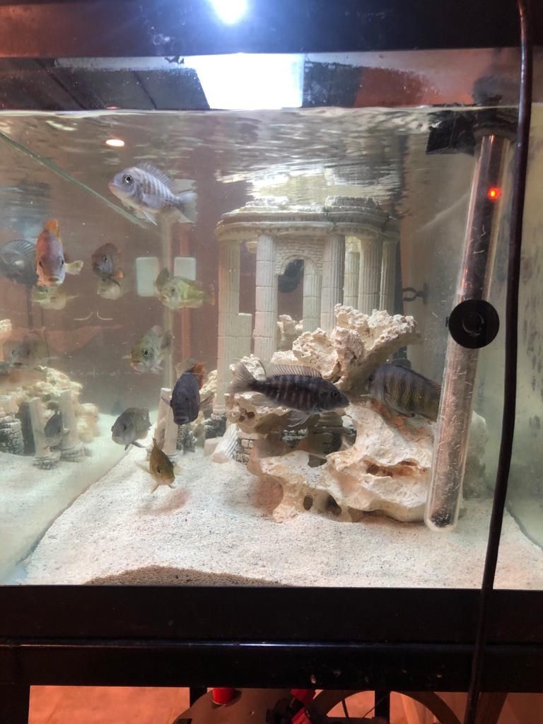 55 gallon cichlid fish tank