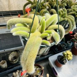 Monkey Tail Cactus
