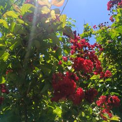 Beautiful Red Crape Myrtle Tree 25gl $200🏡❤️
