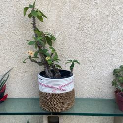 Crown Of Thorn yellow Pot Is 9” tall 