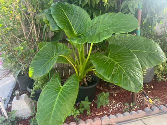 Ear Elefante plant