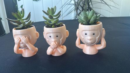 Tiestos con plantas