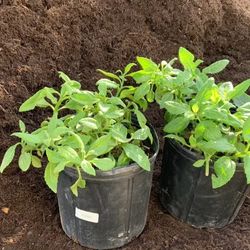 Organic Soil Rich For Plants
