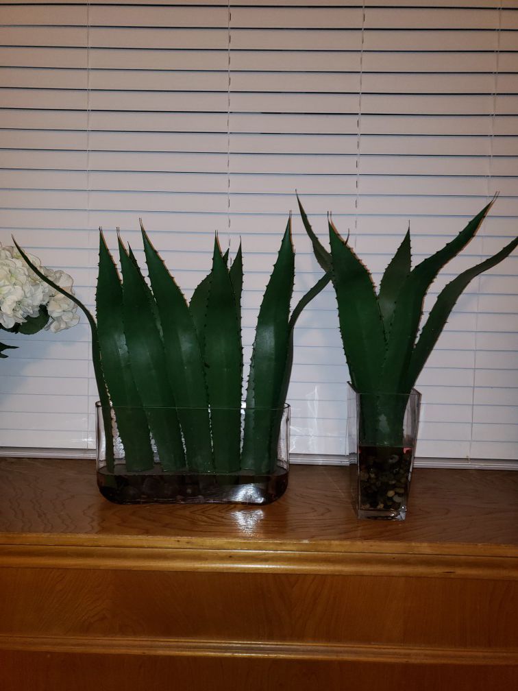 Two ornamental agave plants