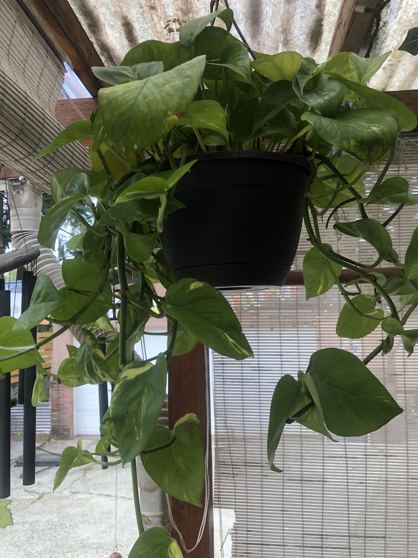 Buy Money House Plant Get 2 Free Banana Plants