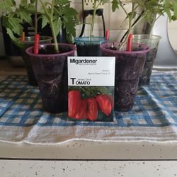 Plants