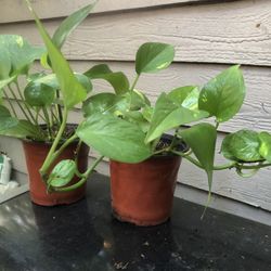 Golden Pothos Indoor / Outdoor Plant
